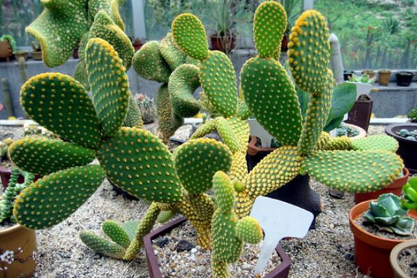 仙人掌發黃變軟怎麼辦