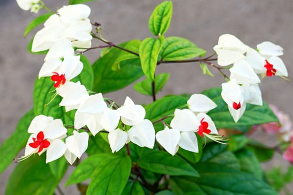 龍吐珠花怎麼養,保證充足的光照以及合理肥水