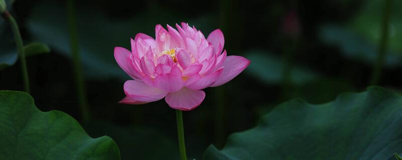 夏天開什麼花的名字