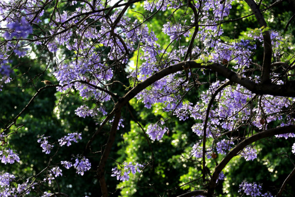 藍花楹樹適合北方養嗎
