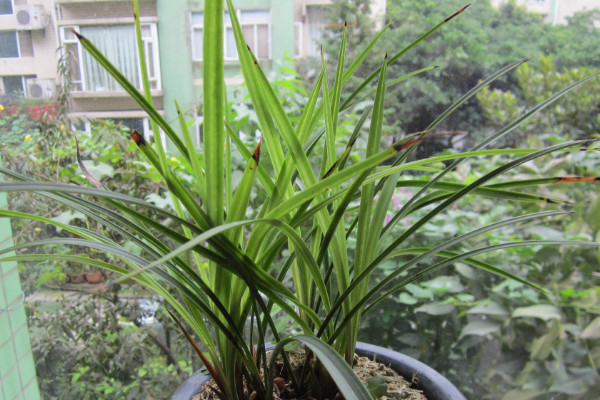 蘭花有黑點是什麼病