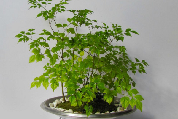 幸福樹剪枝後多久發芽