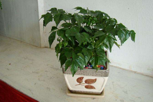 幸福樹剪枝後多久發芽