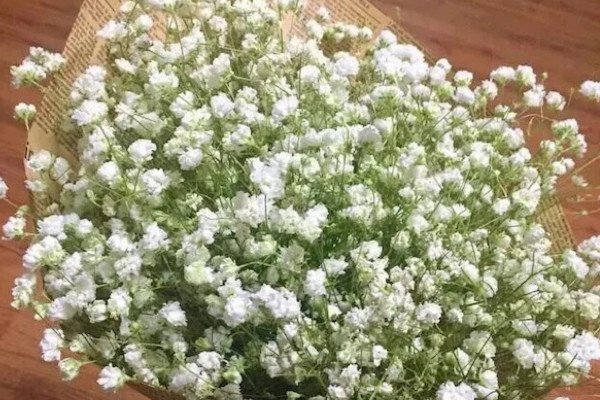 滿天星長什麼樣