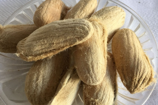 芒果長什麼樣