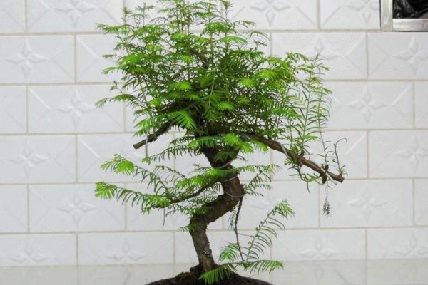 水杉怎麼養,保證光照充足並控製好環境溫度