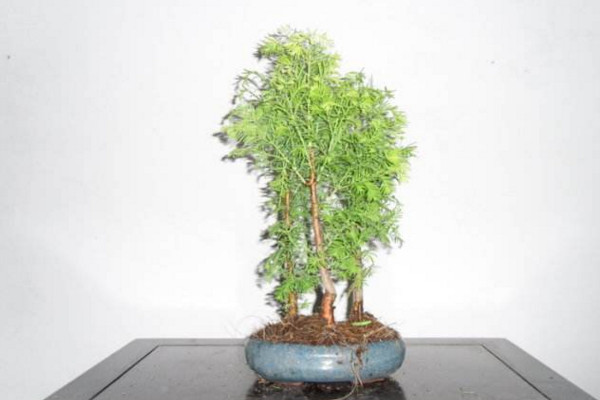 水杉怎麼養,保證光照充足並控製好環境溫度