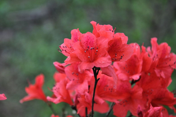雲霧山杜鵑花什麼時候開