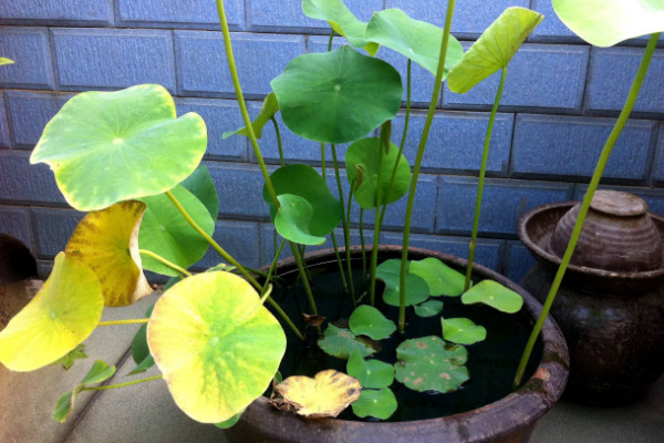 水培荷花的養殖方法，選擇幹淨水質並勤換水