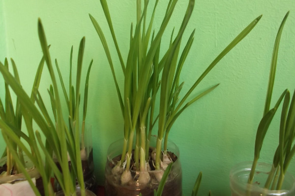室內蒜黃的種植方法,在低溫季節播種成活率較高