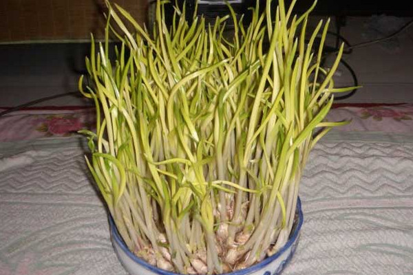 室內蒜黃的種植方法,在低溫季節播種成活率較高