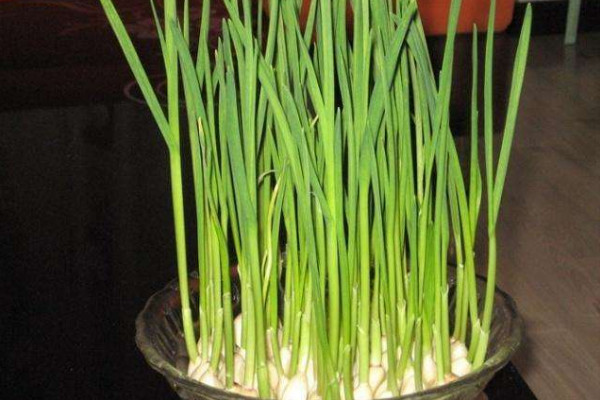室內蒜黃的種植方法,在低溫季節播種成活率較高