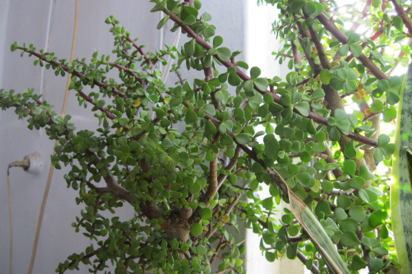 馬齒莧樹怎麼修剪,春秋兩季修剪最為合適