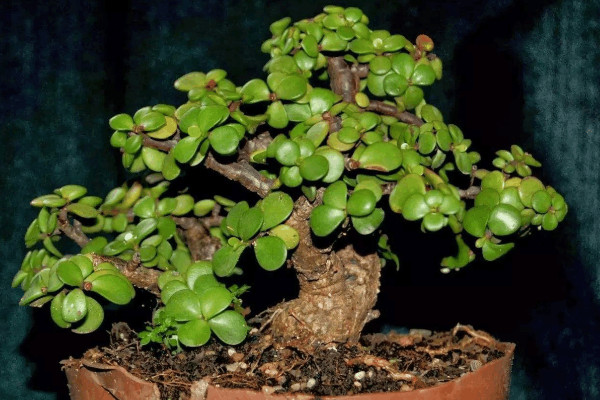 馬齒莧樹怎麼修剪,春秋兩季修剪最為合適