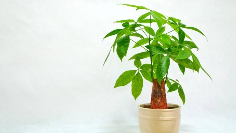 發財樹怎麼澆水