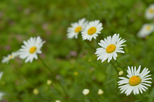 雛菊開花後怎麼處理