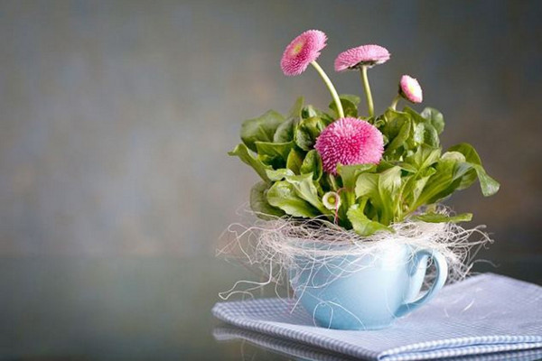 雛菊開花後怎麼處理
