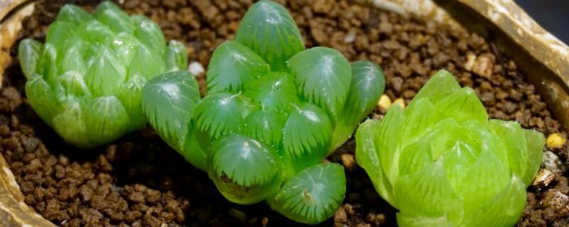 帝王壽和玉露的區別