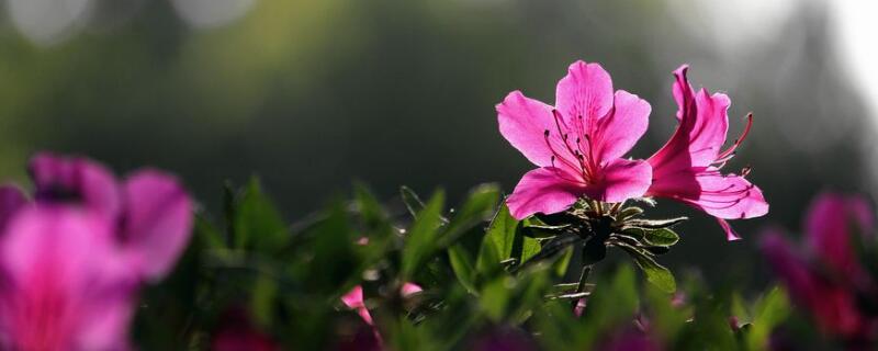 杜鵑花怎麼修剪