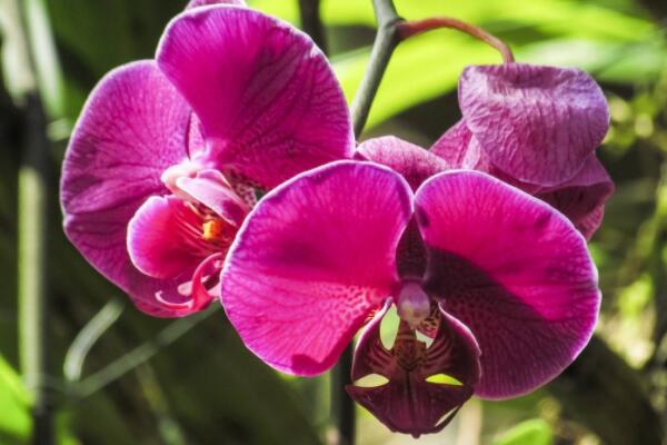 花中君子是什麼花