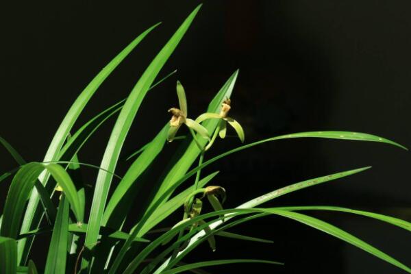 花中君子是什麼花