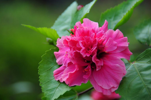 扶桑花怎麼澆水