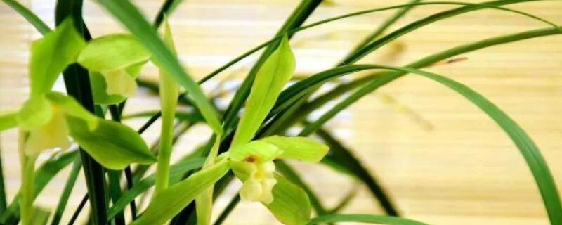 蘭花的葉子黃了怎麼辦