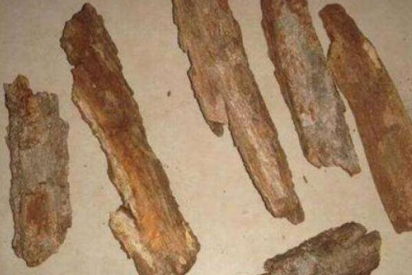 柳樹皮養花怎麼處理
