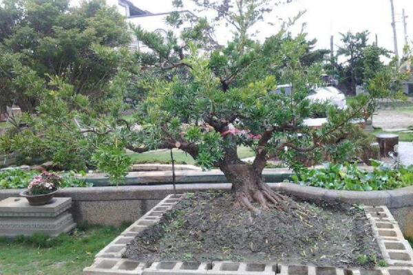 羅漢鬆的養殖方法