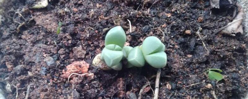 鹿角海棠怎麼繁殖