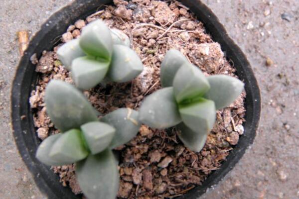 鹿角海棠怎麼繁殖