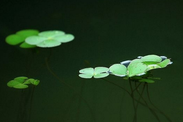 浮萍怎麼養