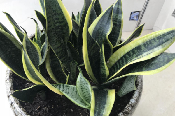 虎皮蘭爛根怎麼辦