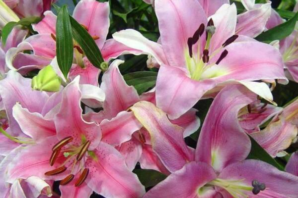 盆栽百合花怎麼養