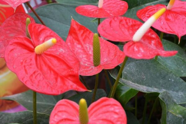 過年擺什麼花好