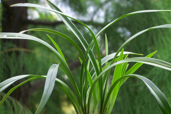 蘭花葉子發黃怎麼辦