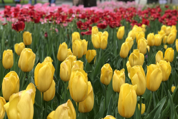 黃色鬱金香花語