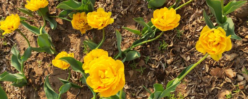 黃色鬱金香花語