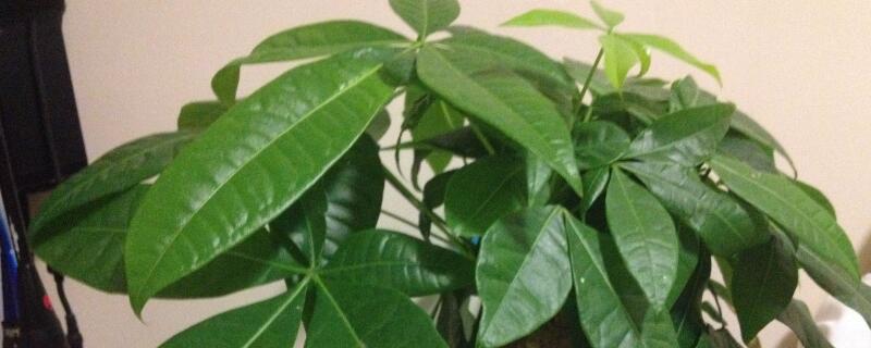 開業送什麼盆栽植物