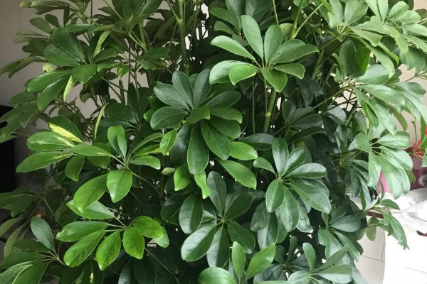 開業送什麼盆栽植物