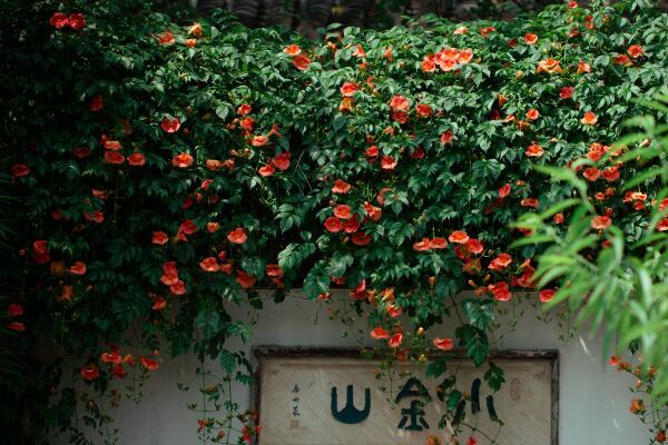 淩霄花的養殖方法