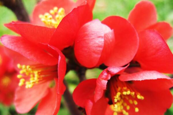 木棉花代表什麼意思