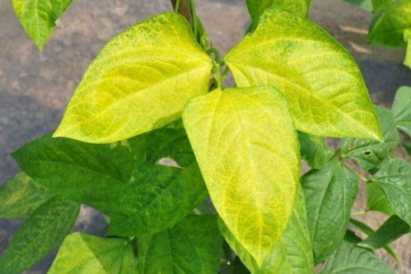花葉子發黃是什麼原因
