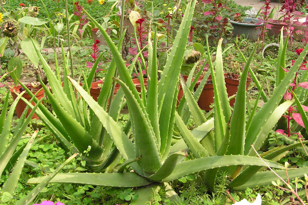 淨化空氣的室內植物