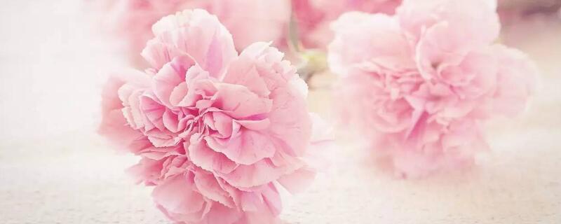 康乃馨花期怎麼養