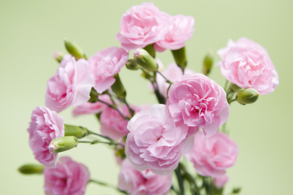 康乃馨花期怎麼養