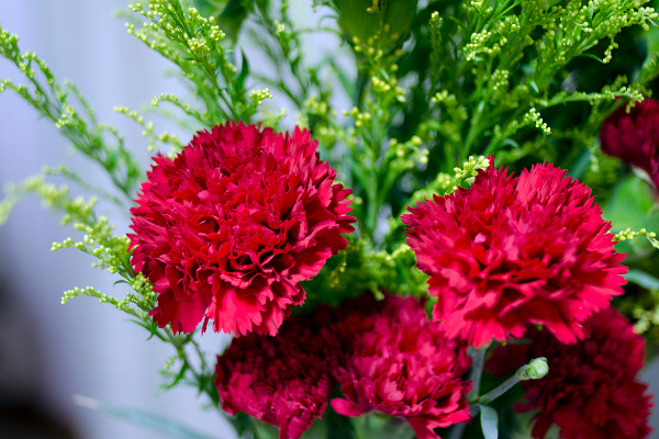 康乃馨花期怎麼養