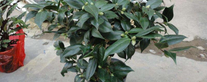 盆栽香茶花怎麼養