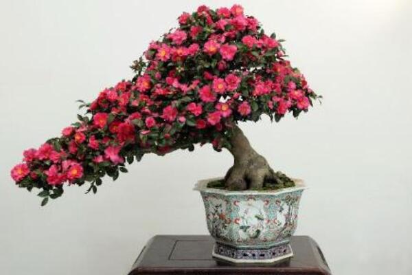 盆栽香茶花怎麼養