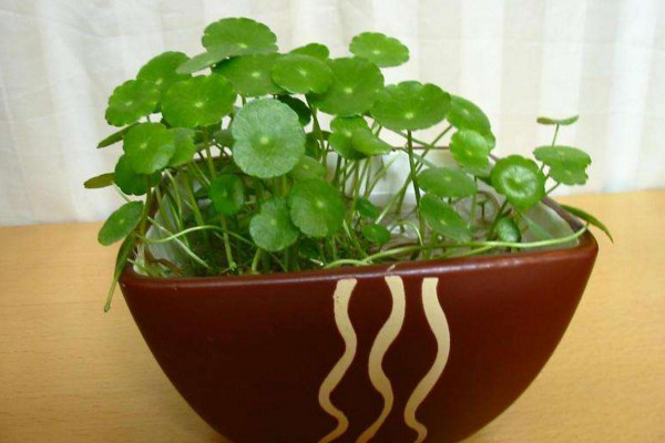 金錢草怎麼養